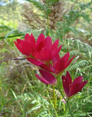 Geissorhiza erosa flower spike